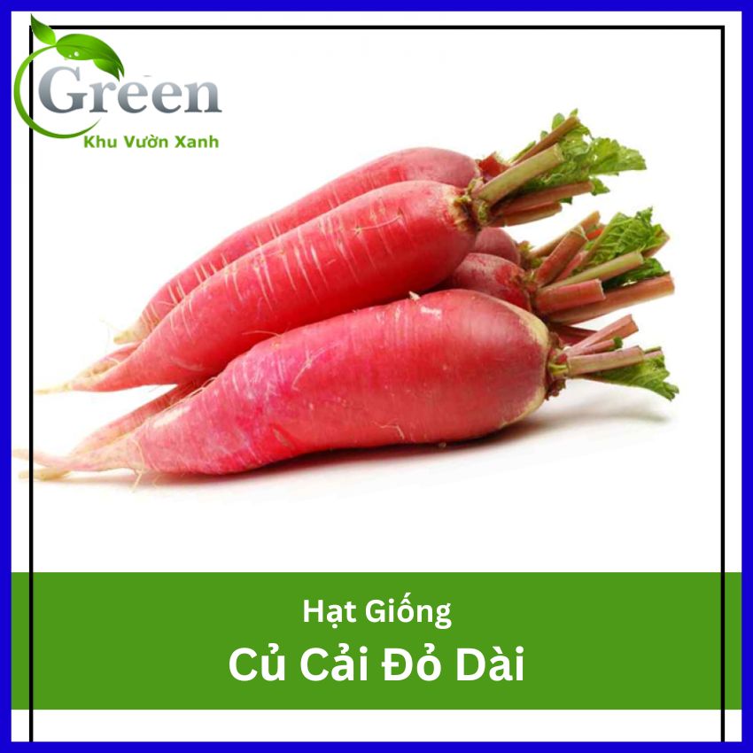 Hạt Giống Củ Cải Đỏ Dài