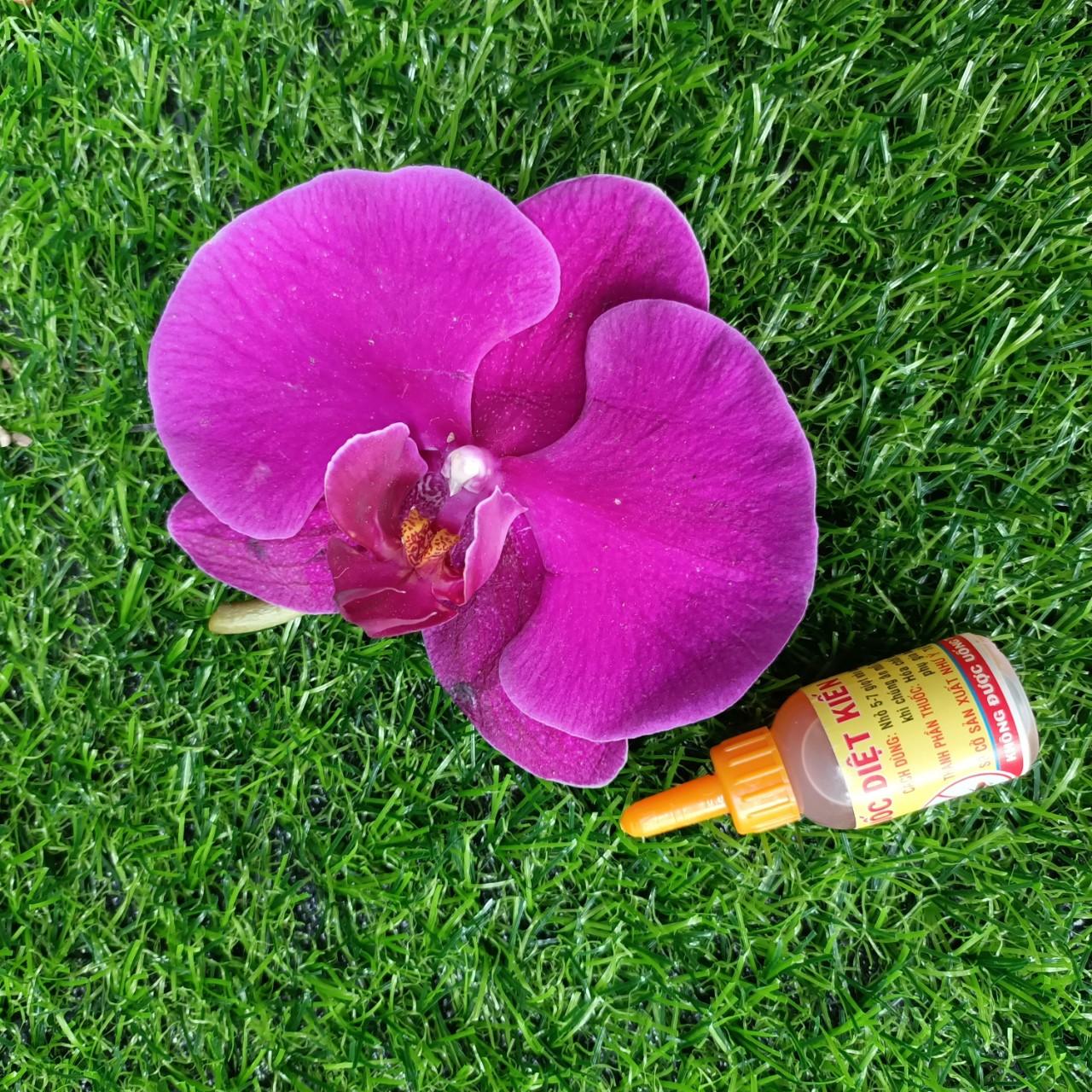 [HCM]Combo 5 chai Thuốc diệt kiến diệt gián sinh học hiệu quả an toàn cho người và vật nuôi