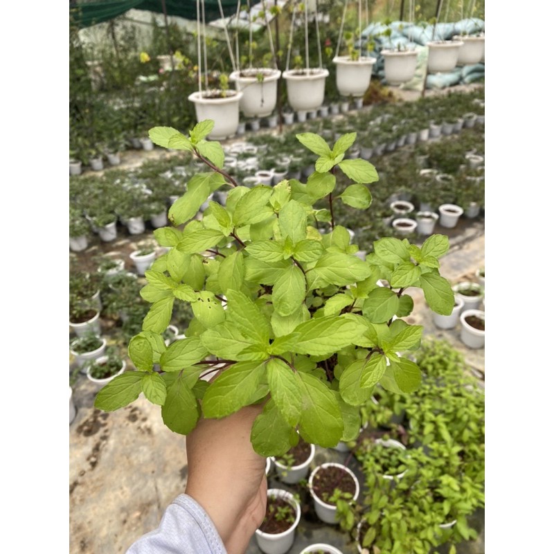 Cây bạc hà peppermint