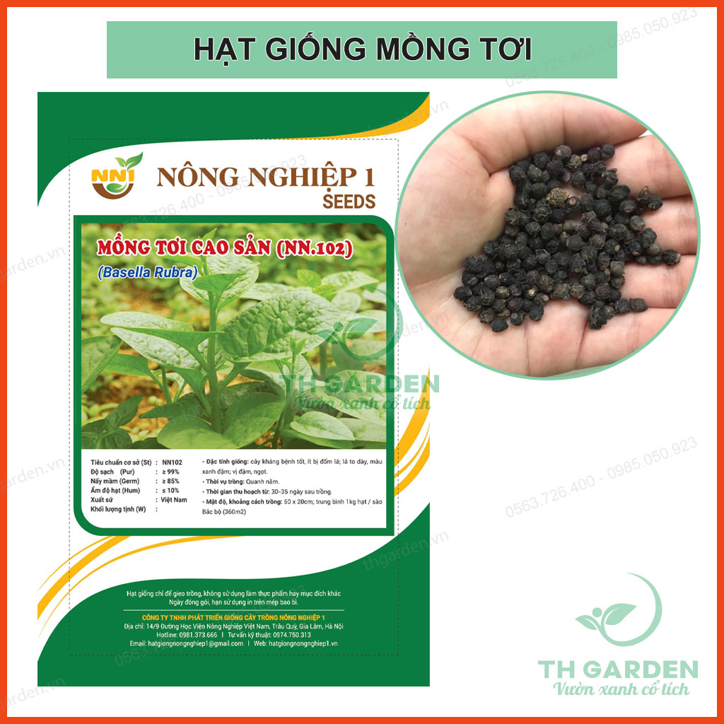 Hạt Giống Mùng Tơi Xanh Thân Mập Cao Sản - Gói 20 gram - Tỷ lệ nảy mầm rất cao trên 80% - Học Viện Nông Nghiệp Việt Nam