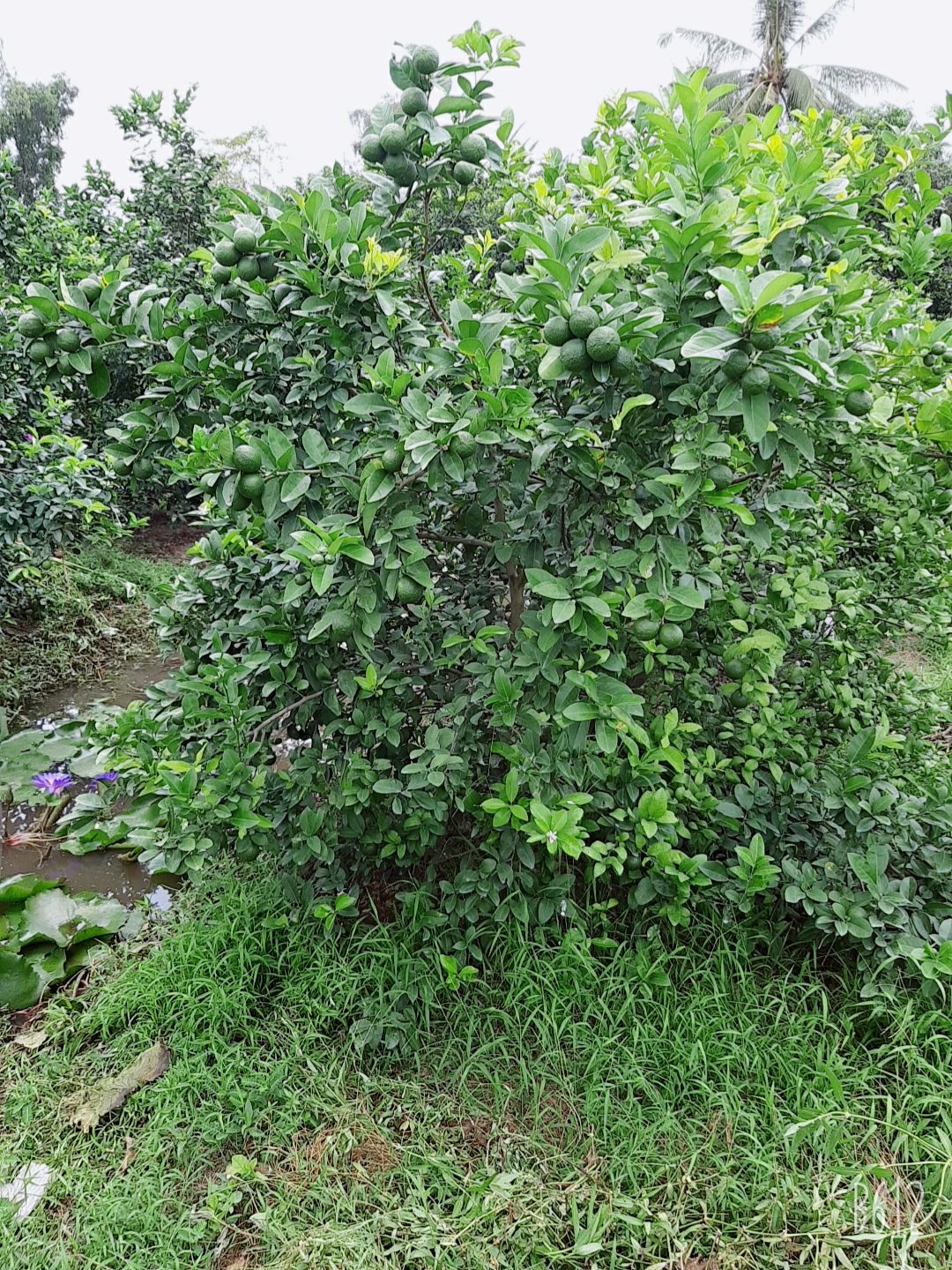 cây chanh tứ quý bốn mùa 1 cây ( chiếc cành đang trái)