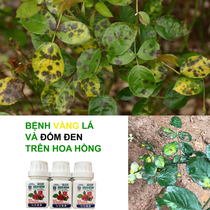 Đặc hiệu trừ bệnh vàng lá và đốm đen trên hoa hồng; trừ bệnh vàng lá trên hoa hồng; trừ bệnh đốm đen trên hoa hồng; Bách bệnh 15ml