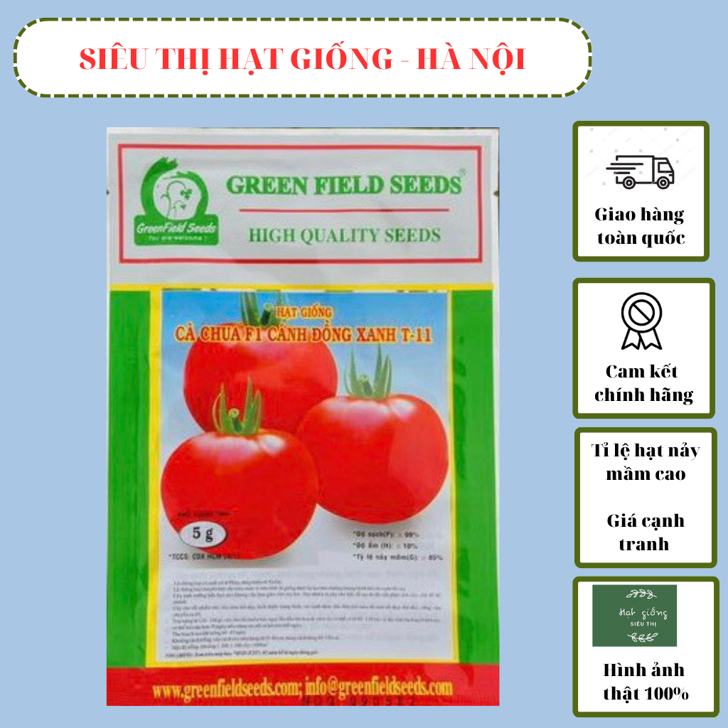 Hạt giống cà chua f1 cánh đồng xanh t -11