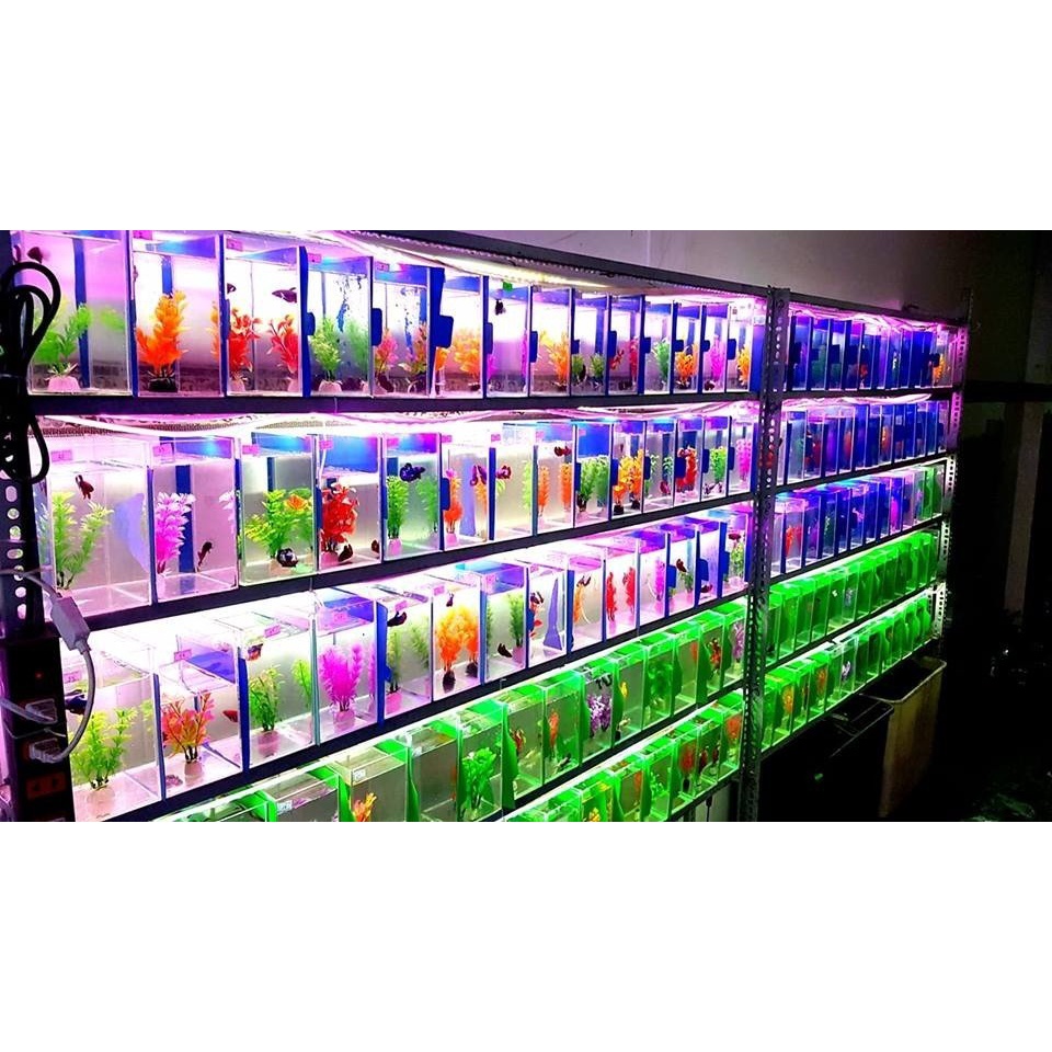 Bể Cá mini Hồ Show cá Betta & Guppy dán giấu keo, dán đế, mài cạnh siêu đẹp 15x12x18
