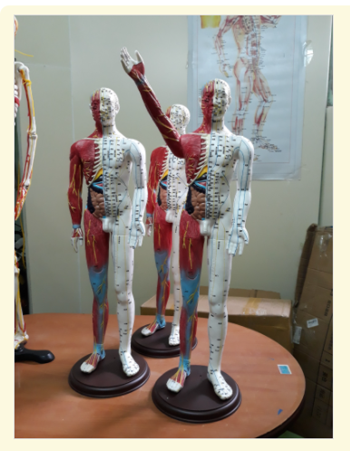 Mô hình huyệt vị kinh lạc người 65cm