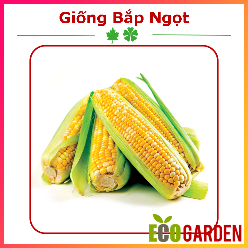 Hạt Giống Bắp Ngọt