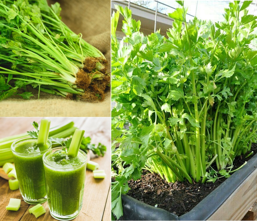 5gr_hạt giống rau cần tây