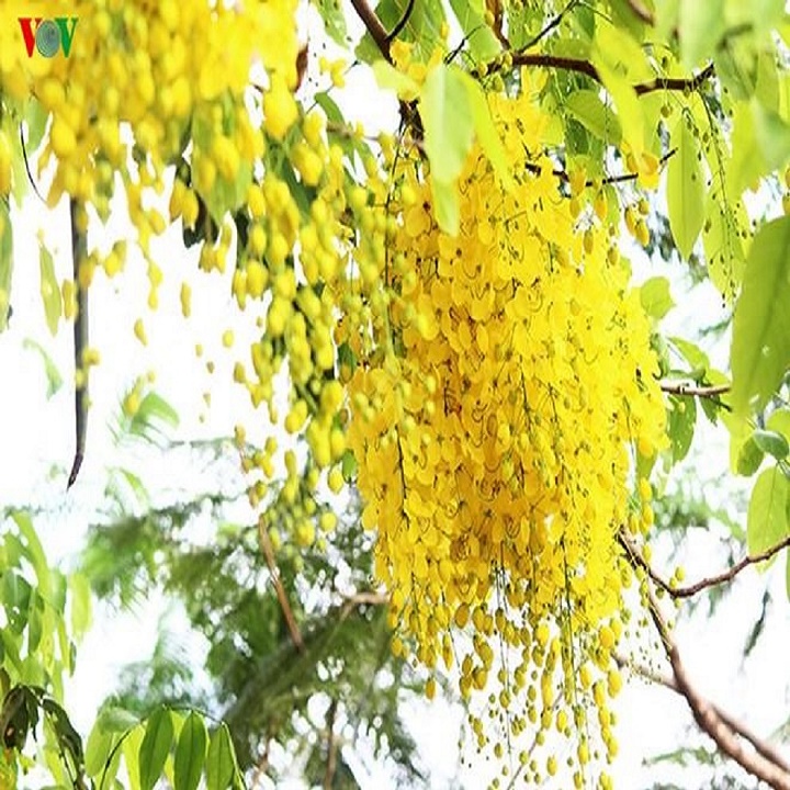 muồng hoàng yến vàng-cây nguyên bầu gửi đi, cây lớn, gửi đi cắt lá