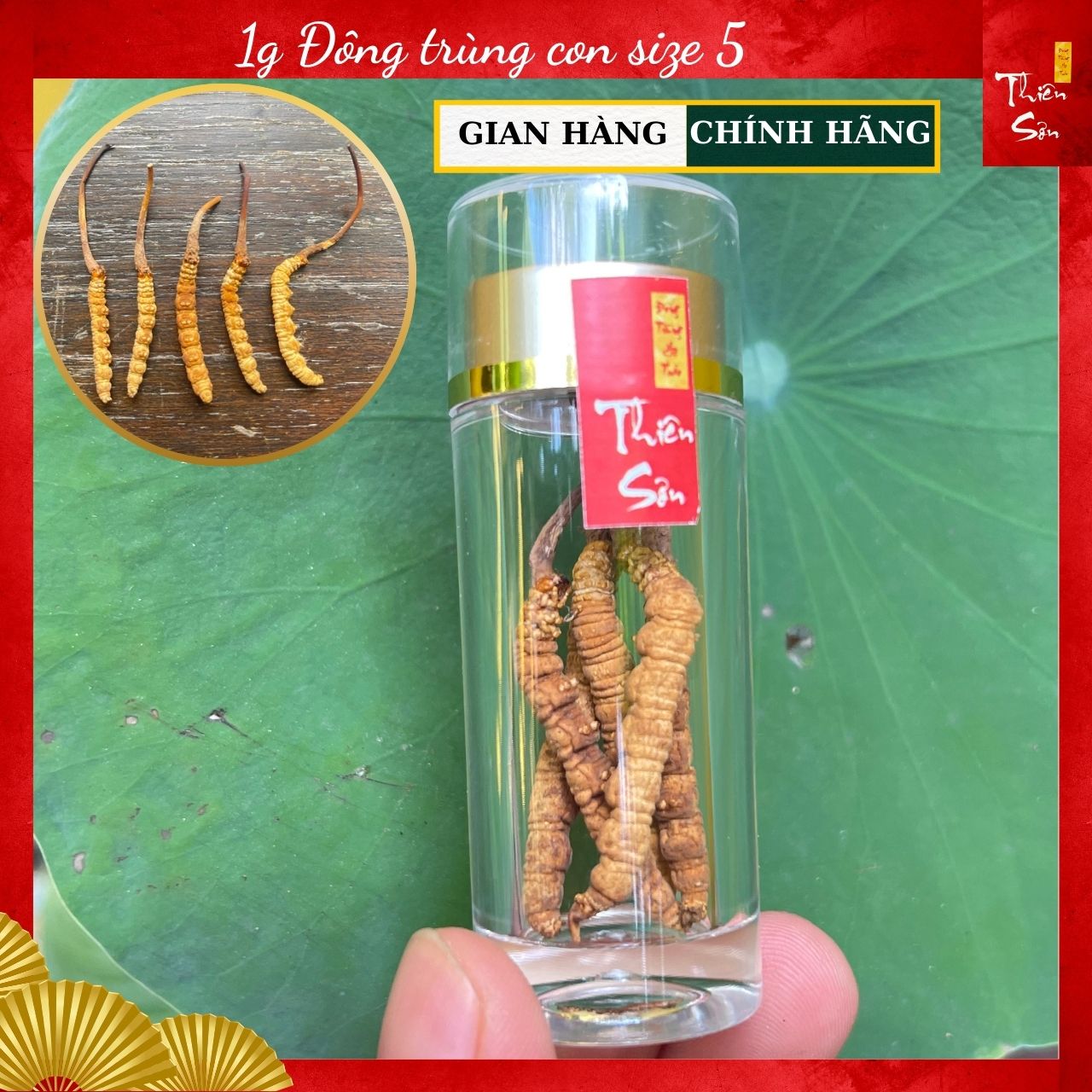 1g Đông trùng hạ thảo khô nguyên con Tây Tạng, Đông trùng hạ thảo khô chính hãng loại hộp quà cao cấp