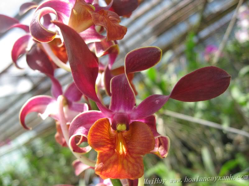 Dendro nắng Lưỡi Bò Tím - Cây tơ sắp cho hoa