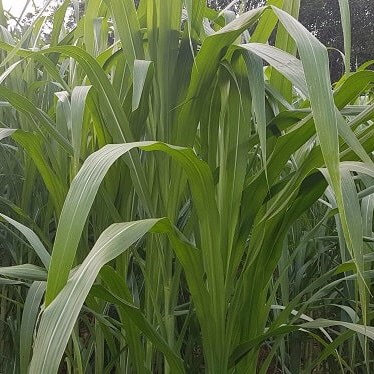 10 hom cỏ voi xanh VA06 thân mập, lá nhiều, non xanh. Có thể trồng trong thùng xốp, bồn hoa ban công để có thức ăn tươi xanh cho thỏ bọ. Hoặc trồng qui mô lớn cho bò dê ăn rất tốt