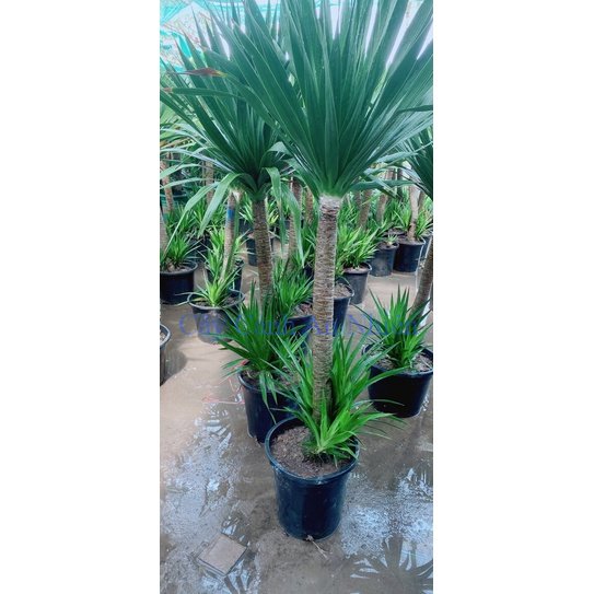 Cây phát tài núi hàng đẹp