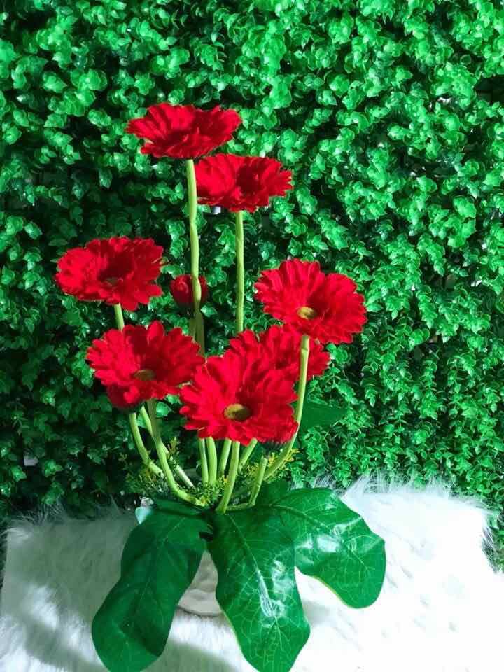 Hoa đồng tiền