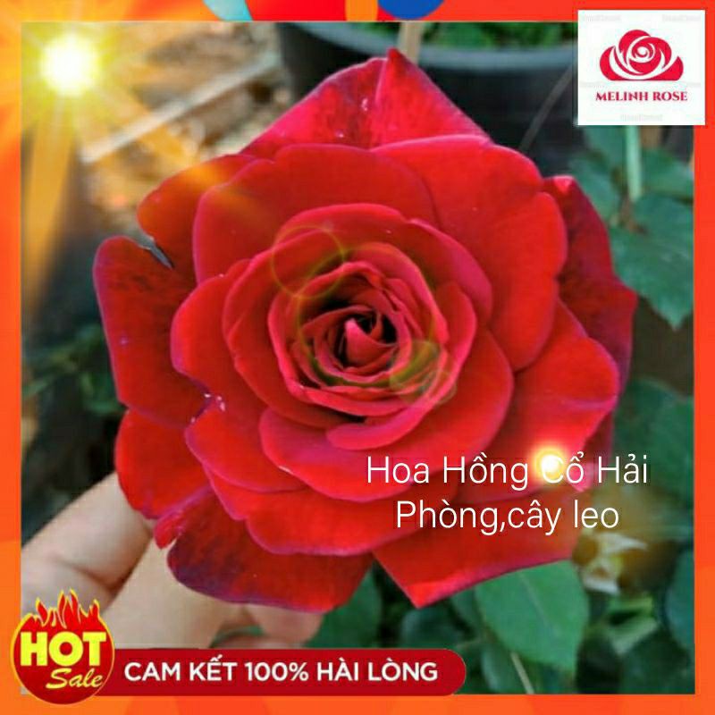 Hoa hồng leo cổ hải phòng sắc đỏ nhung quyến rũ