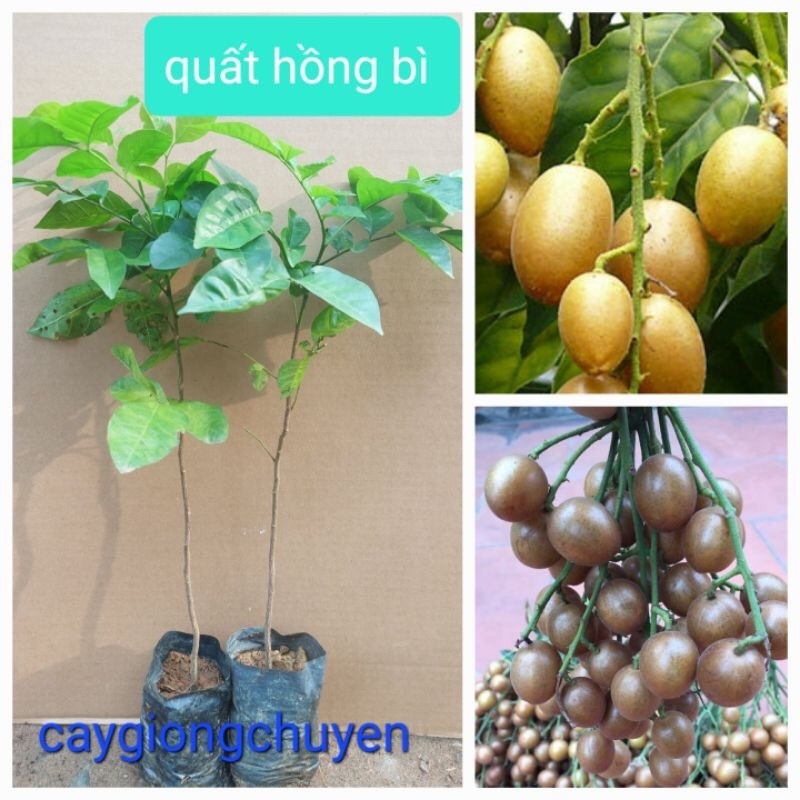 Cây giống quất hồng bì