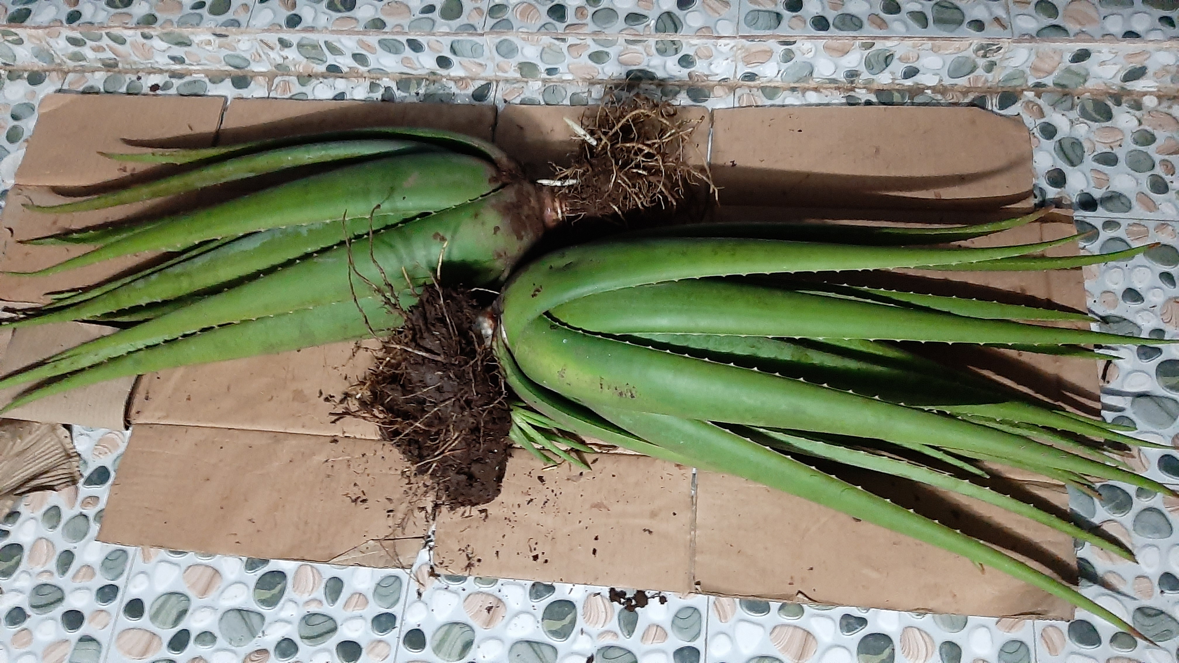 2 cây nha đam mỹ trưởng thành 8 tháng tuổi