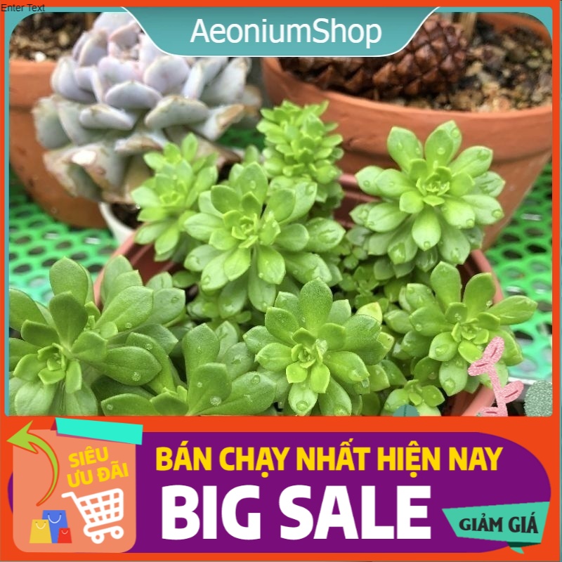 Sen đá sedum hoa hồng xanh size trung, xuất xứ đà lạt, lỗi 1 đổi 1 ❣