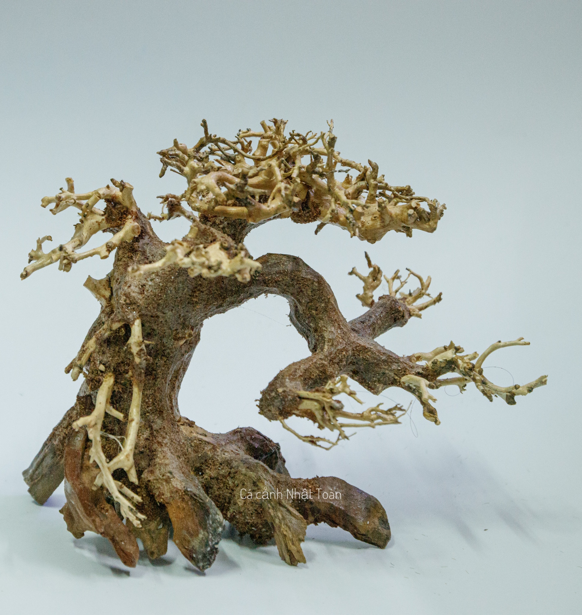 "Hoàn tiền đến 10%" CÂY LỦA BONSAI KHÔ CÓ TÁN TRANG TRÍ HỒ CÁ NON BỘ THỦY SINH 16x8x16cm