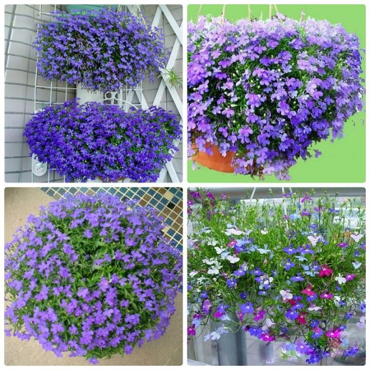 - Hạt giống hoa cúc lobelia mix