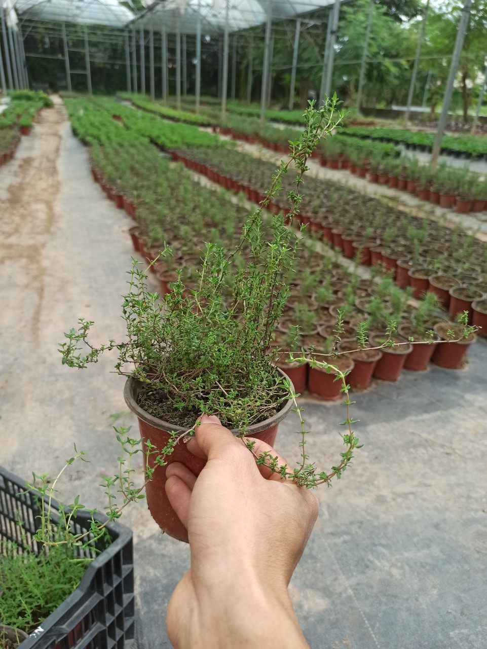thyme cây gia vị
