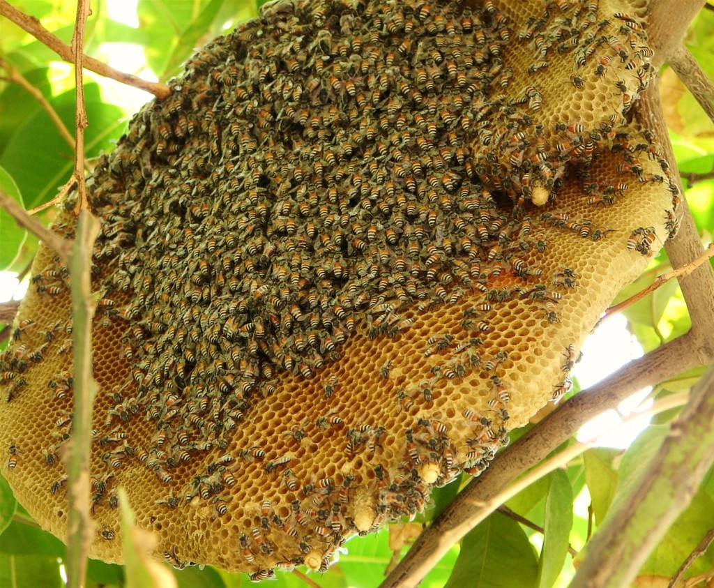 mật ong phúc khang - viên nghệ mật ong cao cấp pukamin gold 300g - tinh bột nghệ sấy lạnh cao cấp - dạng viên tiện lợi - vị ngọt , không nóng - giảm đau dạ dày , làm đẹp da , giảm thâm nám - ( khuyến mại mua 5 tặng 1 ) 6