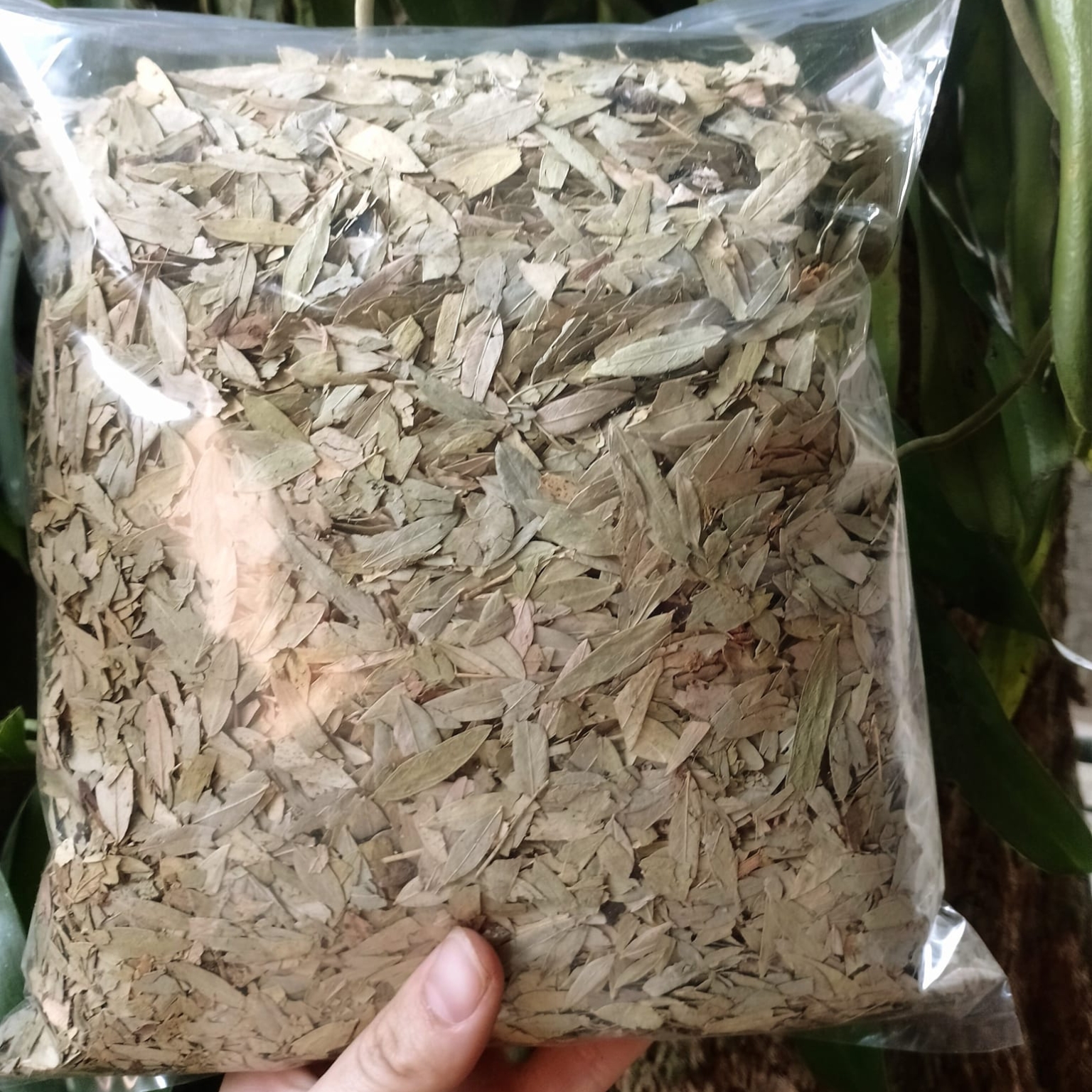 Trà Phan tả diệp sấy khô loại 1, lá phan tả diệp khô giúp giảm cân, xổ mỡ, detox, hỗ trợ tiêu hoá, nhuận tràng