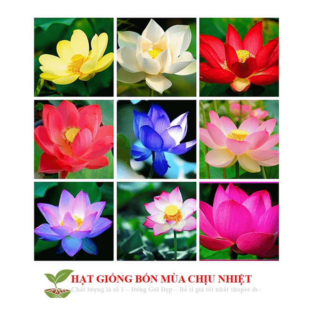 Hg3A Bộ 1 Gói Hạt Giống Sen Nhật Mini 5 Hạt/1 Gói 5 Màu