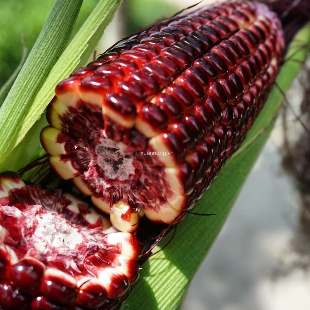 Bắp tím ( bắp đỏ nữ hoàng)