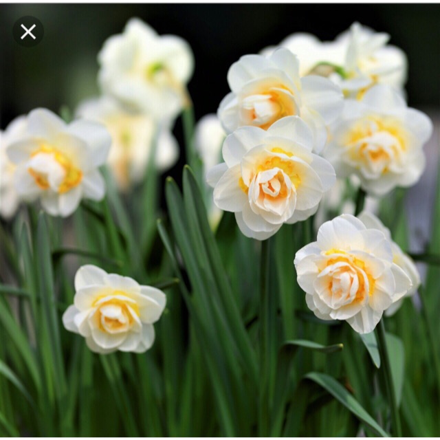 Củ hoa thủy tiên kép Hà lan