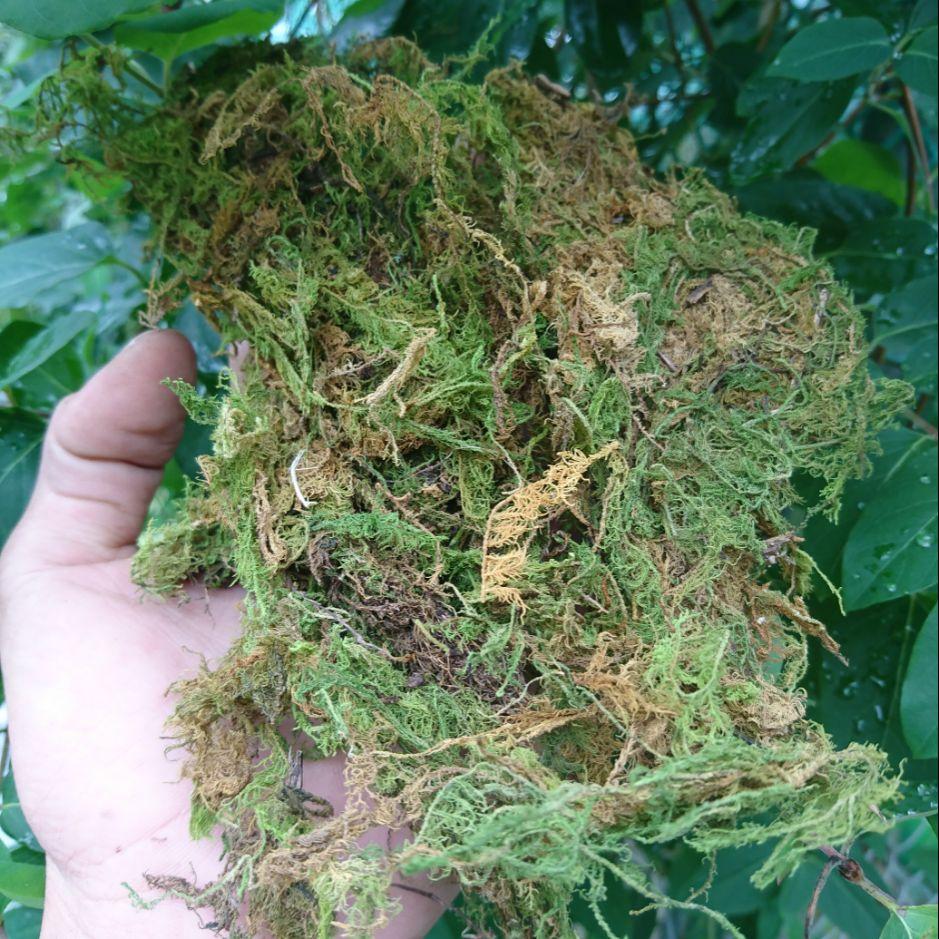 Rêu trang trí tiểu cảnh