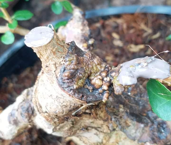 KEO BÔI CÂY CẢNH CHÁNH LÂM, KEO LIỀN DA CÂY CHÁNH LÂM, KEO LIỀN SẸO CÂY CHÁNH LÂM 130GR