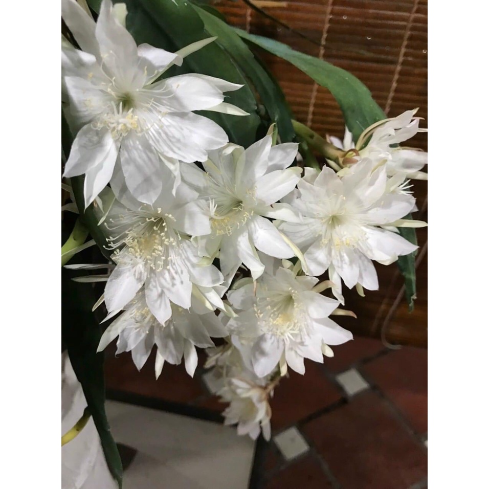 Cây giống Nhật Quỳnh trắng hoa lớn