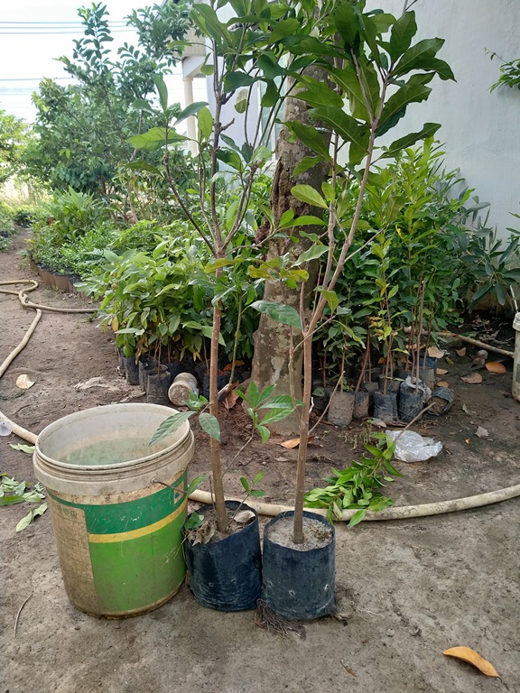 1 cây lộc vừng cao 1,3m đẹp