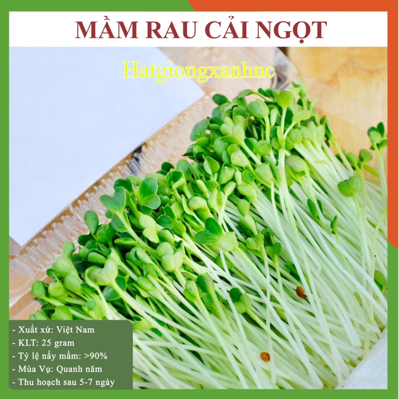 Gói 20 gram hạt giống mầm rau cải ngọt