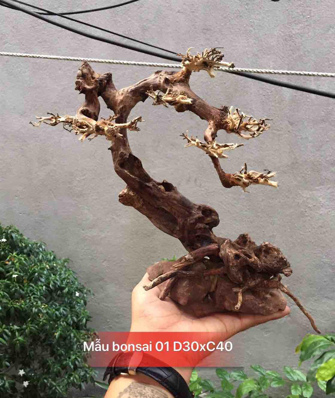 3 mẫu bonsai bỏ hồ cá thuỷ sinh