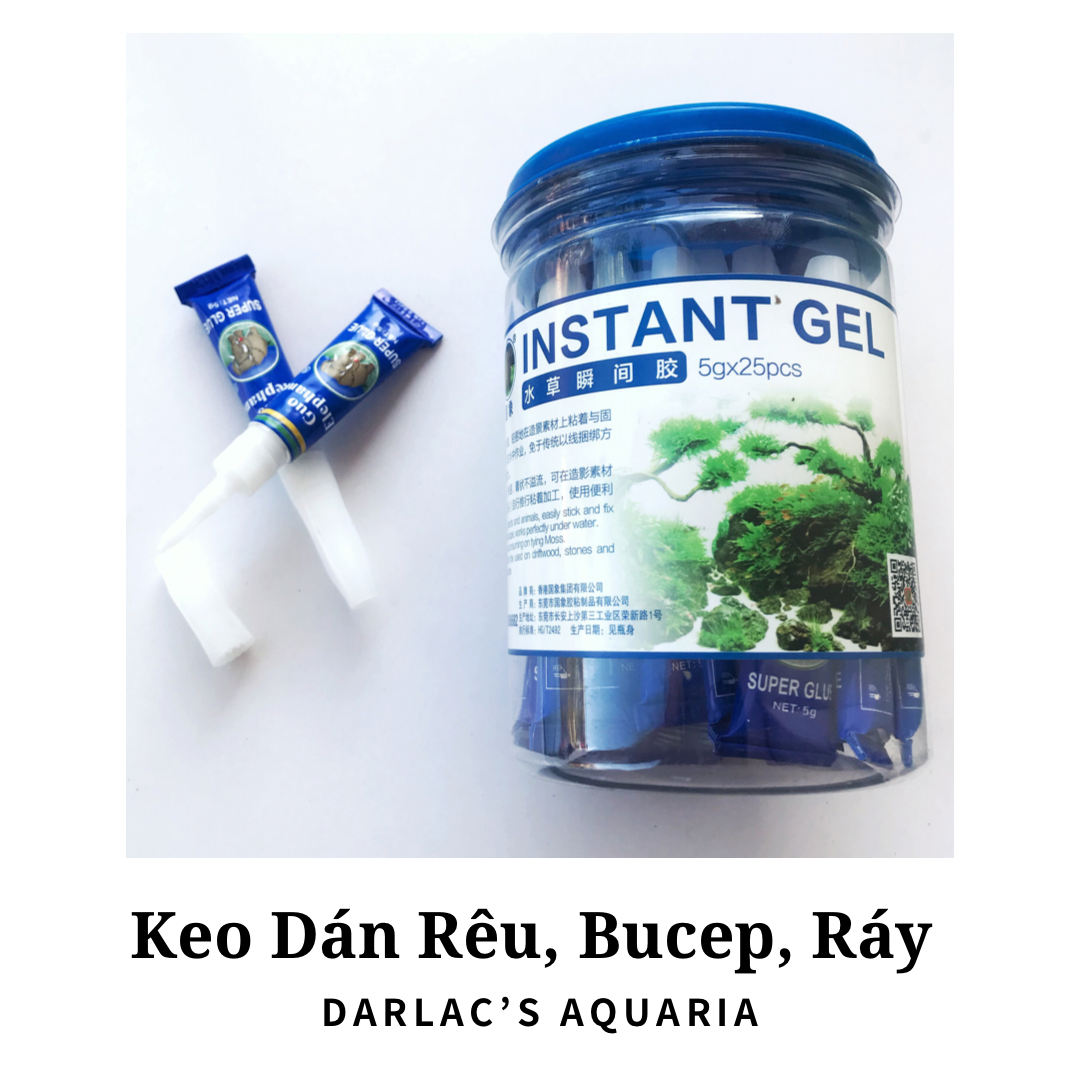 [HCM]Keo Dán Rêu – INSTANT GEL - Darlacs Aquaria