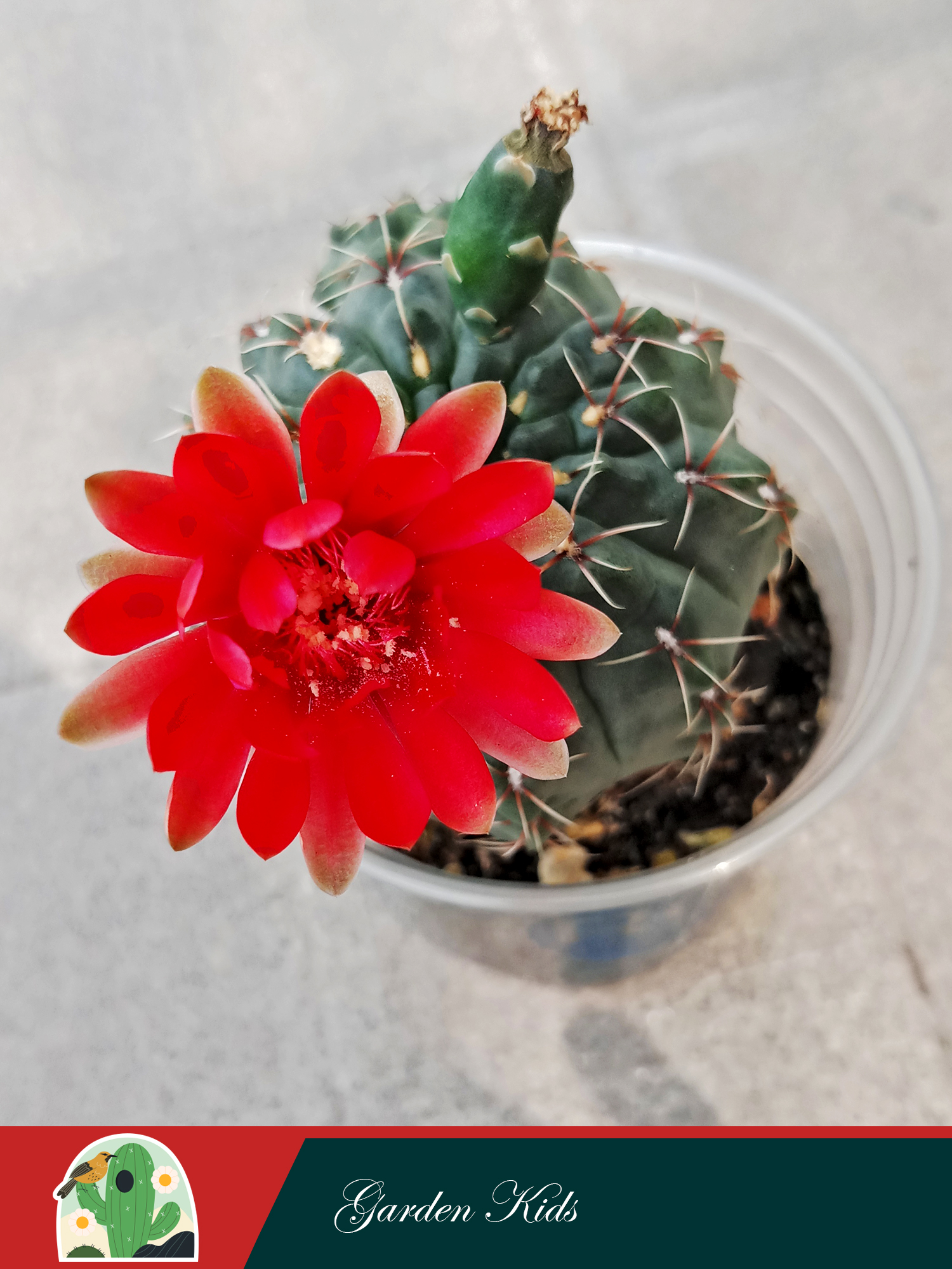 Xương rồng thần long Gymnocalycium Baldianum