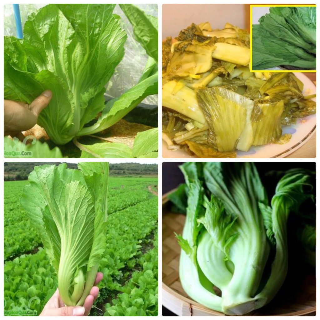 " gói 20gram "hạt giống cải bẹ dưa cao sản giòn ngọt