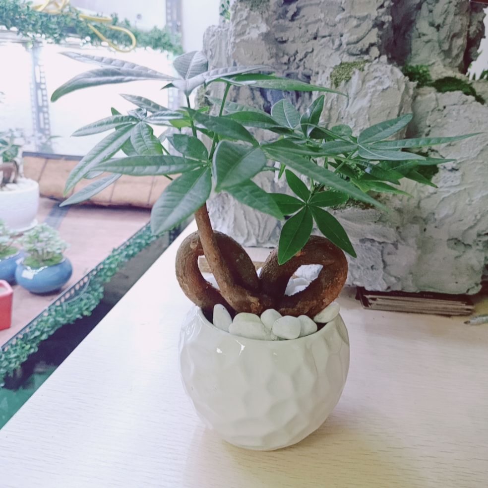 Cây kim ngân trái tim kèm chậu sứ