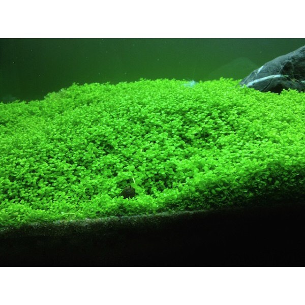 [HCM]HẠT GIỐNG TRÂN CHÂU NGỌC TRAI THỦY SINH HỒ CÁ