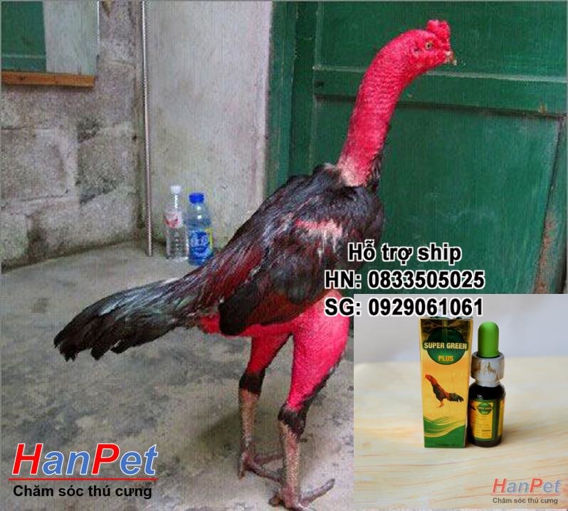 Tổng Hợp Gà Chọi Đẹp Nhất Việt Nam Giá Rẻ, Bán Chạy Tháng 8/2023 - Beecost