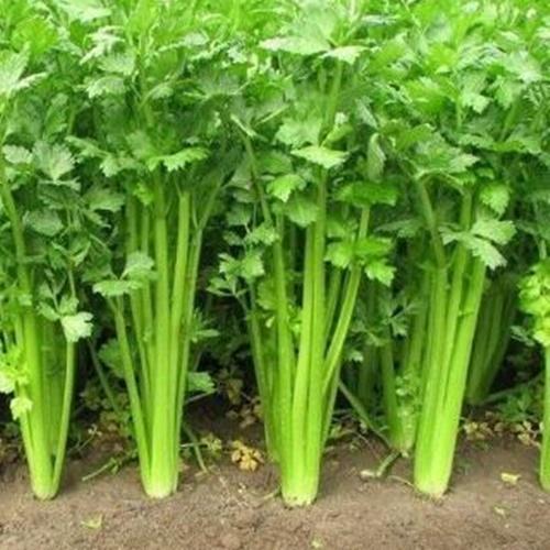 Bộ 2 túi hạt giống rau cần tây chịu nhiệt. mỗi túi 10 gram giàu dưỡng chất - giá khuyến mại