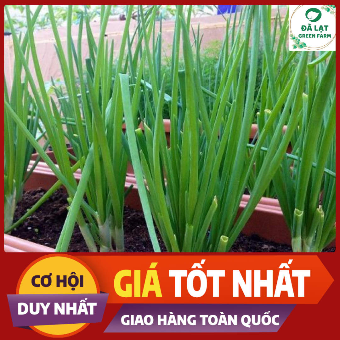 2gr_hạt giống hành lá trắng