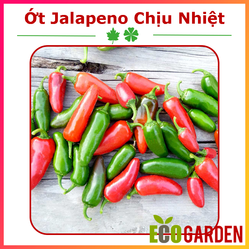 Hạt Giống Ớt Jalapeno Chịu Nhiệt Sai Trái Thịt Dày (30H) (ECO.421)