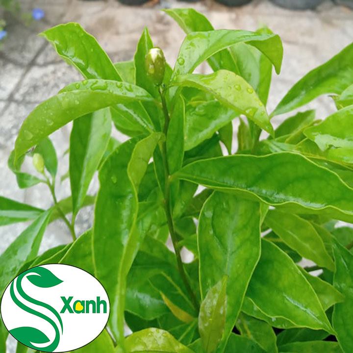 Cây Hoa Lài Nhật - Nhài Nhật, Hoa 2 Màu Đẹp, Hoa  Rất Thơm