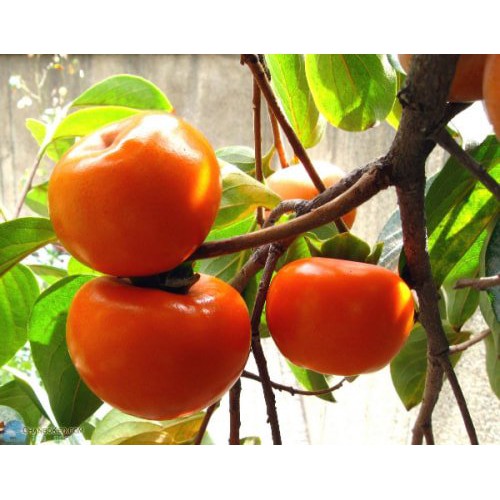 Cây giống hồng giòn nhật bản
