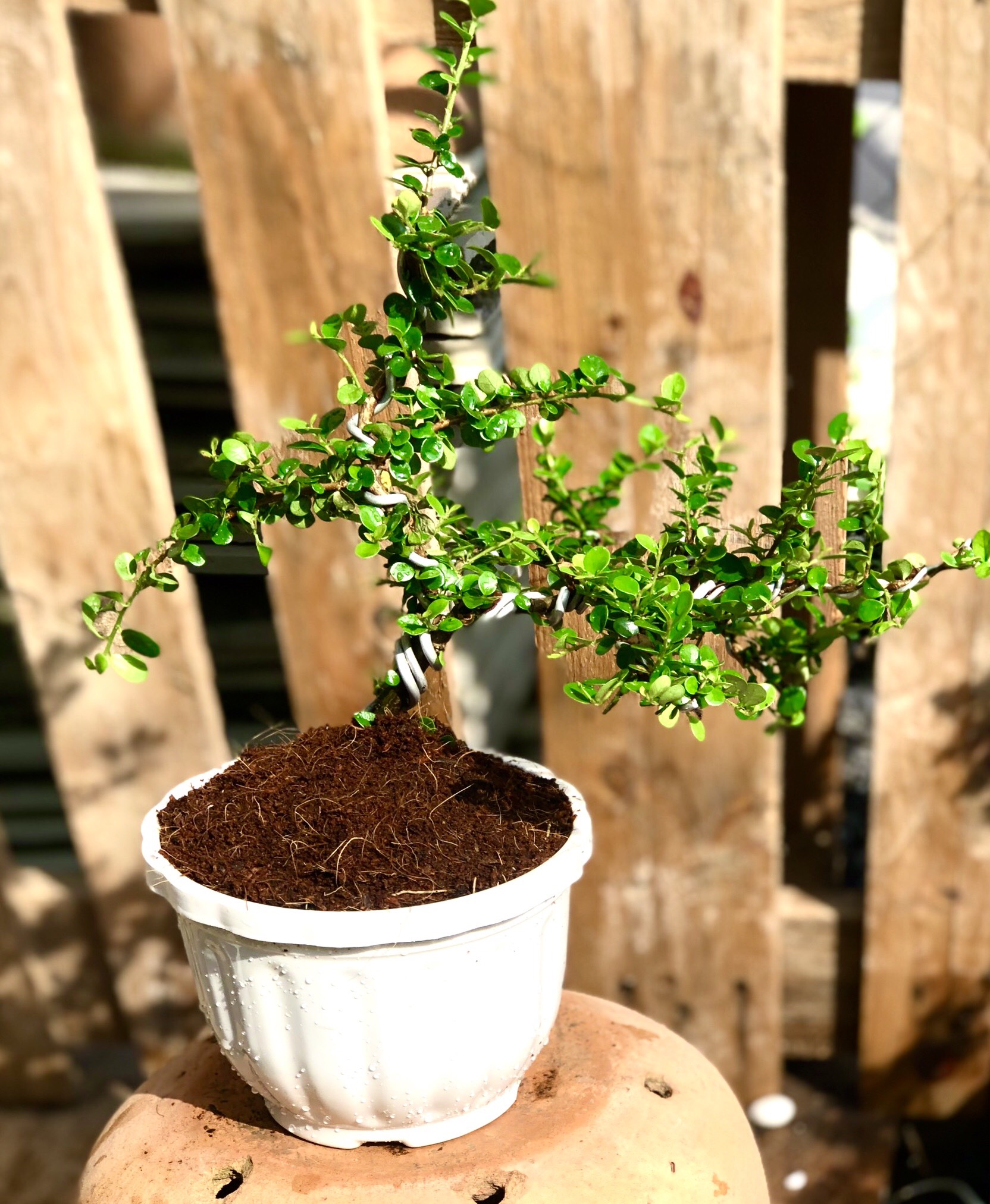Chậu tra Phúc Kiến Bonsai