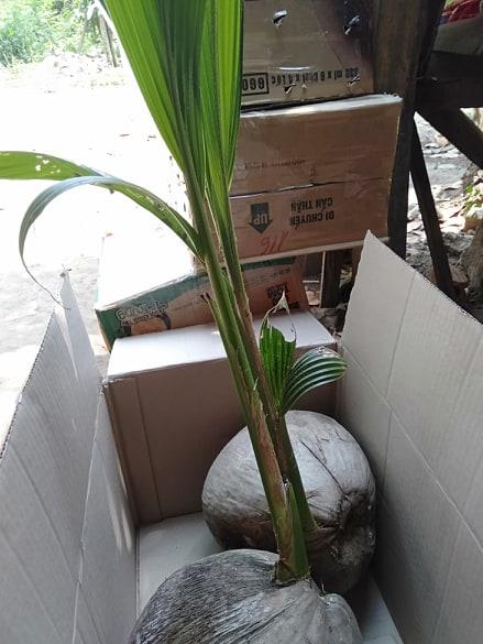 Cây dừa sáp đặc ruột