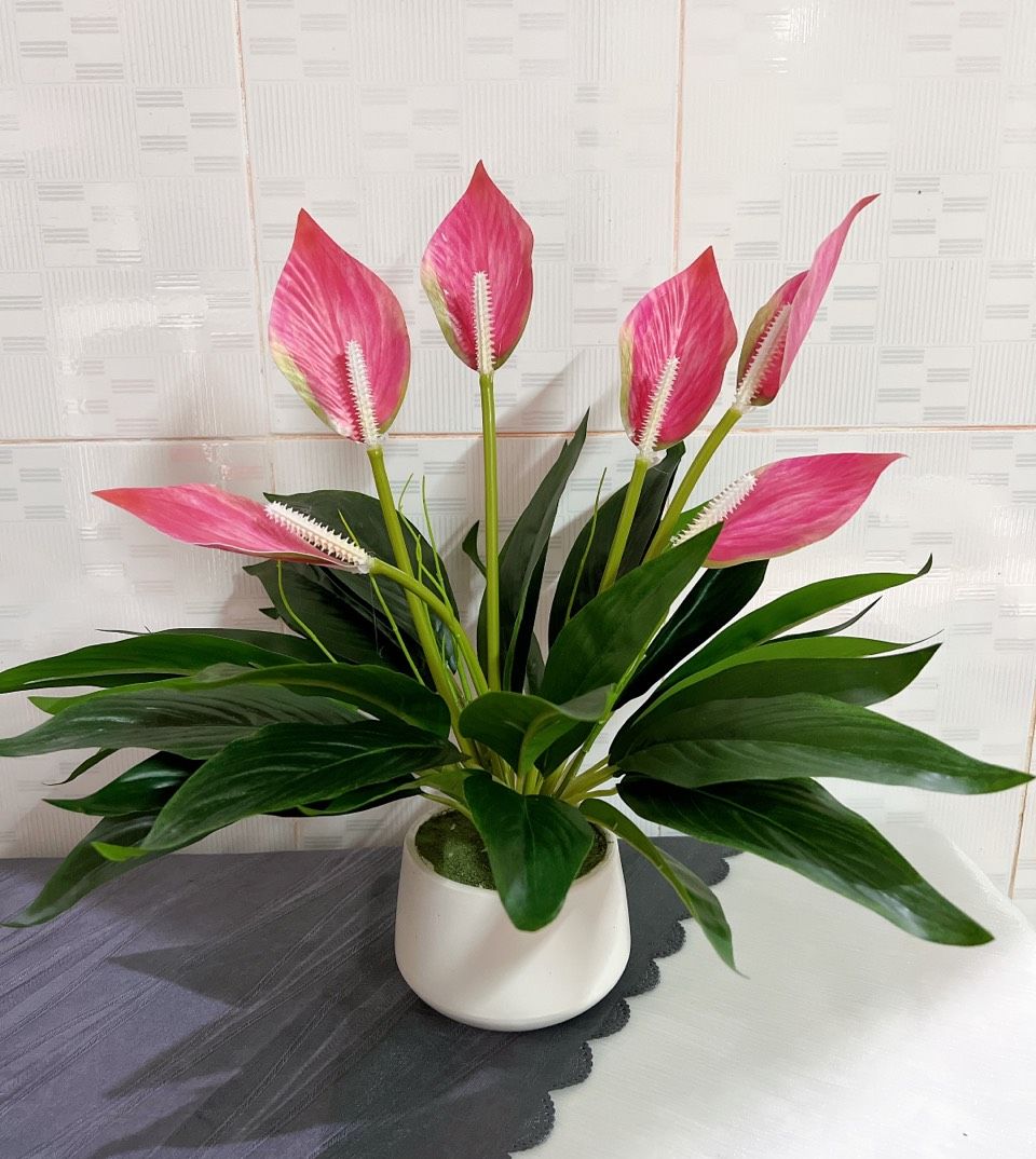 Chậu cây lan ý giả - decor nhà xinh, để bàn làm việc, kệ tủ, giống cây thật fl27a.cly