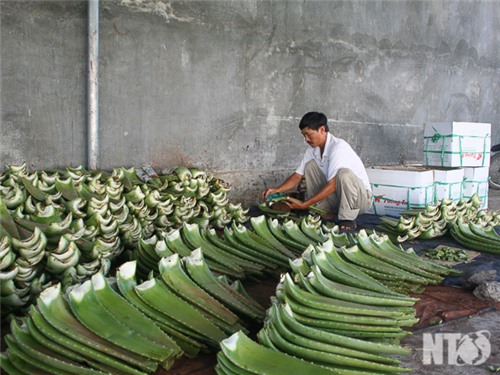 CÂY GIỐNG NHA ĐAM MỸ